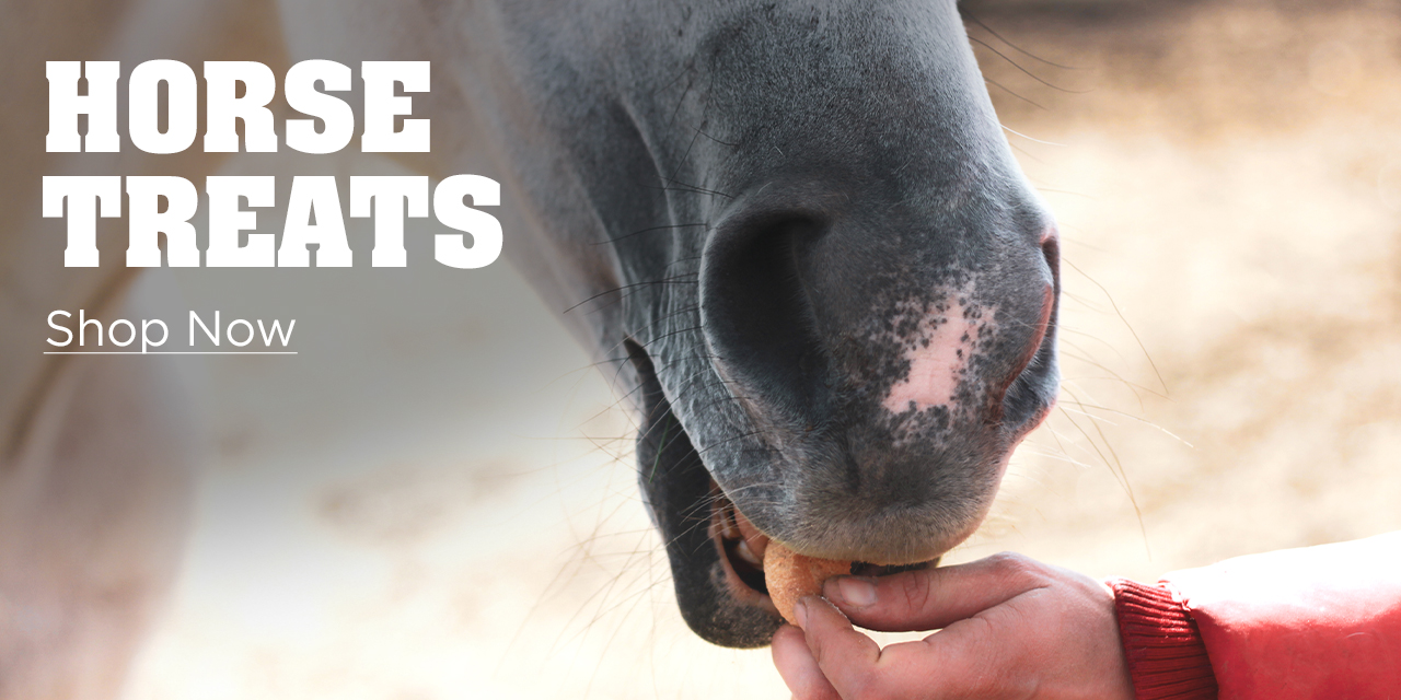 Horse Treats